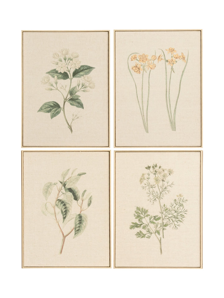Field Studies Wall Art Set of 4 in Botanical