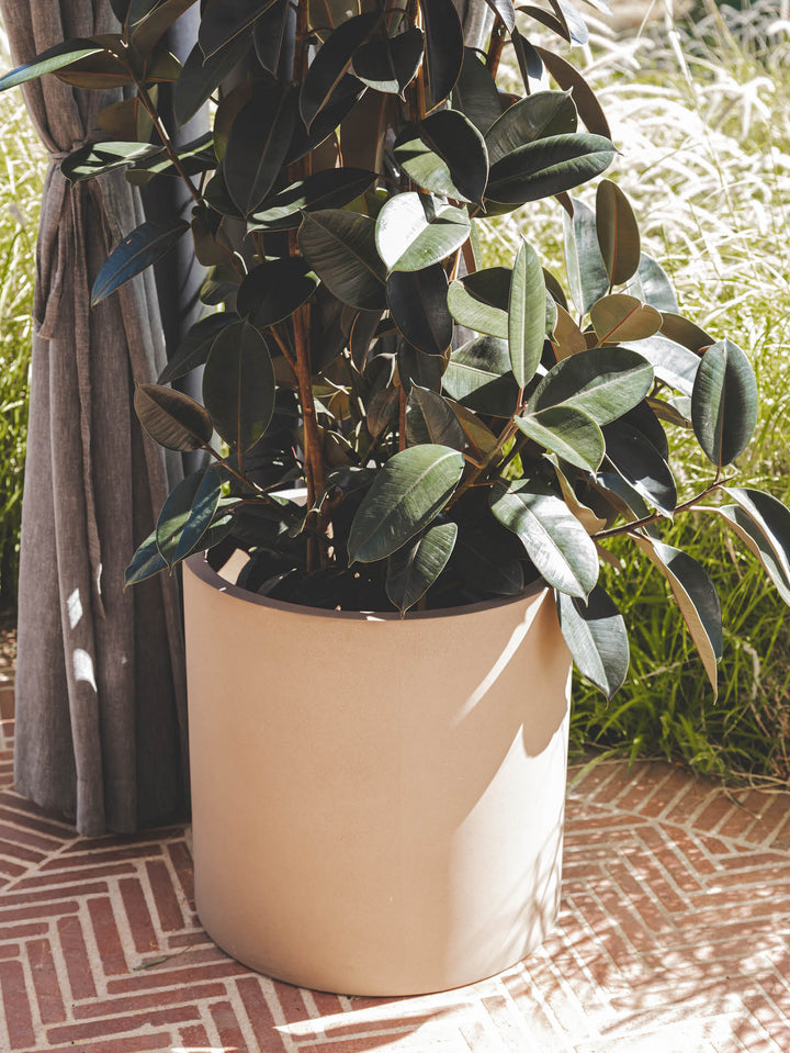 Loma Planters in Sahara