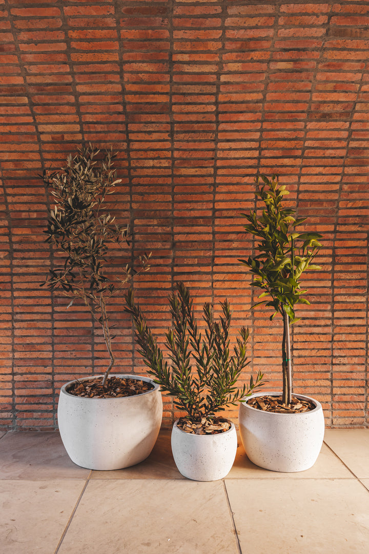 Oasis Planter