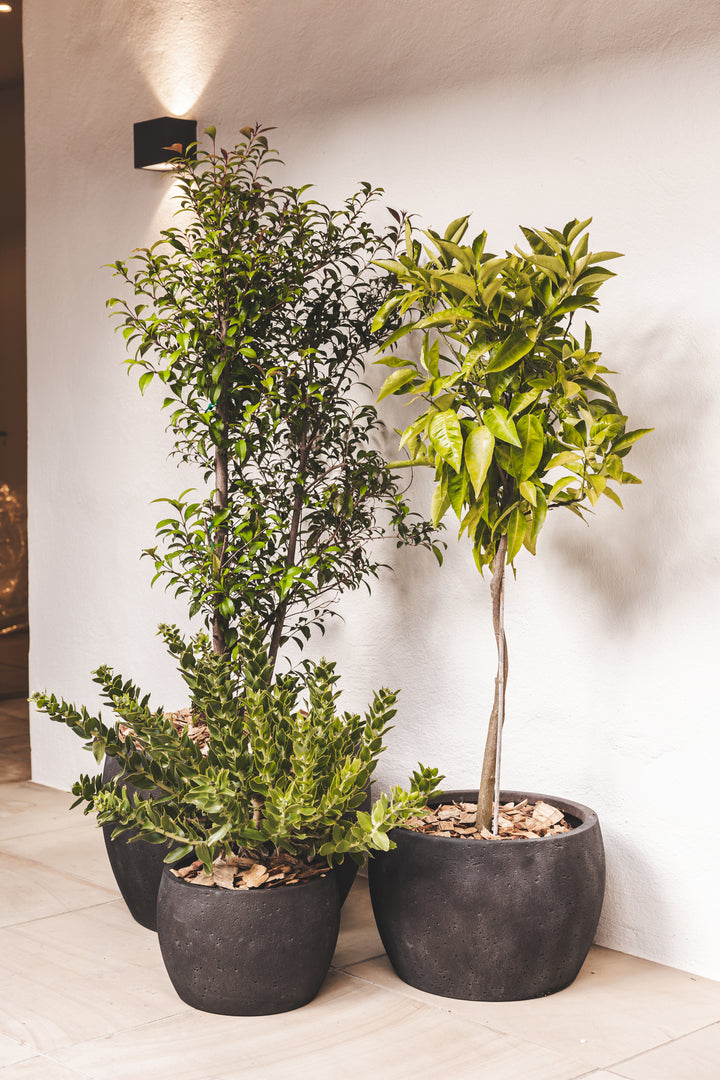 Oasis Planter