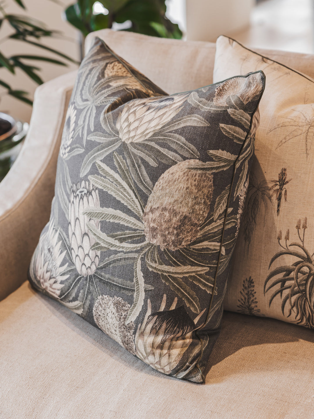 Protea King Scatter in Eclipse