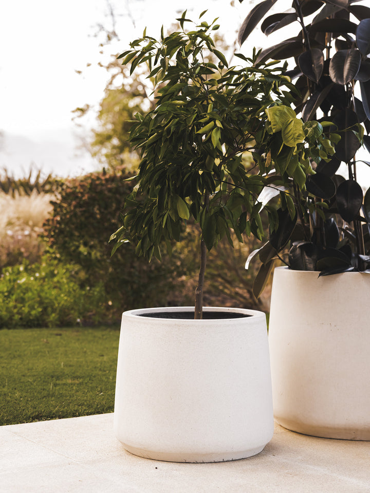 Statue Planter in Salt